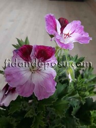 PELARGONIUM GRANDIFLORUM(Canan çiçeği) - Thumbnail