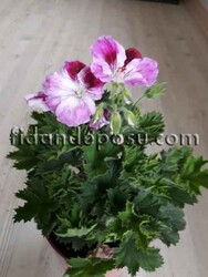 PELARGONIUM GRANDIFLORUM(Canan çiçeği) - Thumbnail