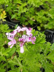 PELARGONIUM GRAVEOLENS (Itır) BİTKİSİ - 1