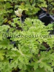 PELARGONIUM GRAVEOLENS (Itır) BİTKİSİ - 2