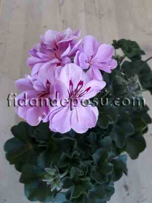 PELARGONIUM PELTATUM (Sakız Sardunya ) - 