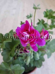 PELARGONIUM PELTATUM (Sakız Sardunya ) - 2