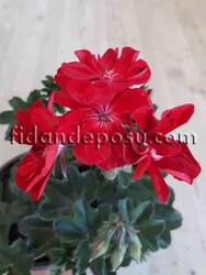PELARGONIUM PELTATUM (Sakız Sardunya ) - 3