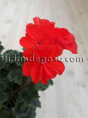 PELARGONIUM ZONALE (Sardunya ) - 