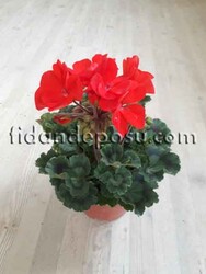 PELARGONIUM ZONALE (Sardunya ) - Thumbnail