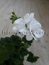 PELARGONIUM ZONALE (Sardunya ) - 4
