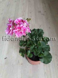PELARGONIUM ZONALE (Sardunya ) - 3