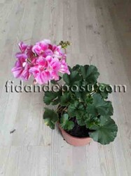 PELARGONIUM ZONALE (Sardunya ) - Thumbnail