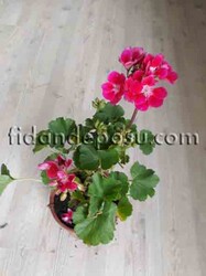 PELARGONIUM ZONALE (Sardunya ) - 5