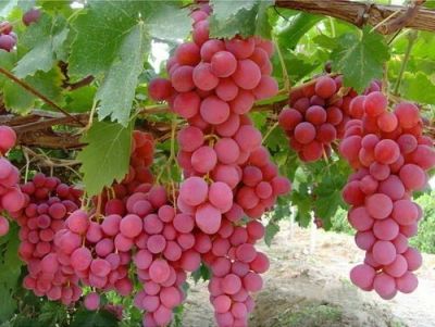 PEMBE GEMRE ASMA FİDANI - 
