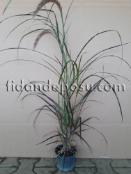 PENNISETUM ALOPECUROIDES 'HAMELN' BİTKİSİ - 2