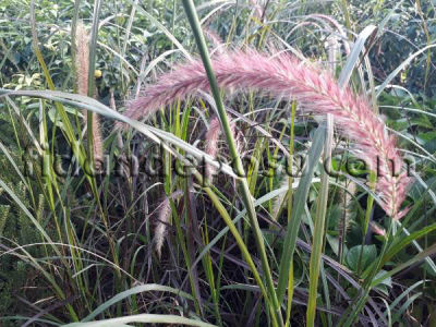 PENNISETUM ALOPECUROIDES 'HAMELN' BİTKİSİ - 