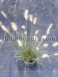PENNISETUM ALOPECUROIDES 'LITTLE BUNNY' BİTKİSİ - 1