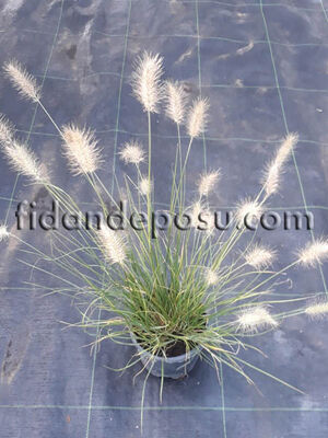 PENNISETUM ALOPECUROIDES 'LITTLE BUNNY' BİTKİSİ - 
