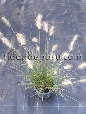  - PENNISETUM ALOPECUROIDES 'LITTLE BUNNY' BİTKİSİ