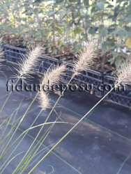 PENNISETUM ALOPECUROIDES 'LITTLE BUNNY' BİTKİSİ - Thumbnail