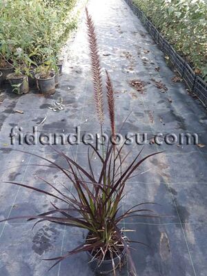 PENNISETUM SETACEUM RUBRUM - 