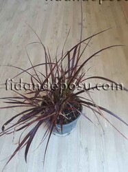 PENNISETUM SETACEUM RUBRUM - 1
