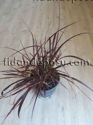 PENNISETUM SETACEUM RUBRUM - Thumbnail