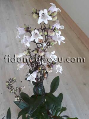 PENSTEMON DİGİTALİS (Sakallı dil çiçeği) BİTKİSİ - 
