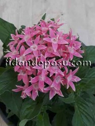 PENTAS LANCEOLATA (Beşiz çiçeği) BİTKİSi - 1