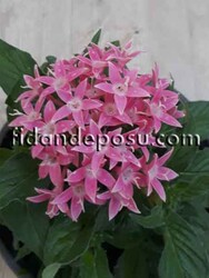 PENTAS LANCEOLATA (Beşiz çiçeği) BİTKİSi - Thumbnail