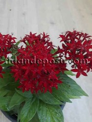 PENTAS LANCEOLATA (Beşiz çiçeği) BİTKİSi - Thumbnail