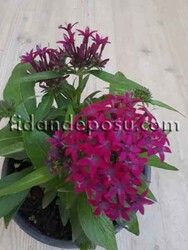 PENTAS LANCEOLATA (Beşiz çiçeği) BİTKİSi - Thumbnail