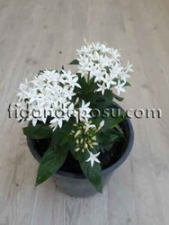 PENTAS LANCEOLATA (Beşiz çiçeği) BİTKİSi - 4