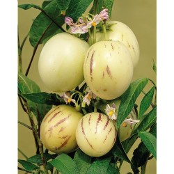 PEPİNO FİDANI - 1