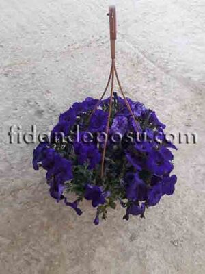 PETUNIA ATKINSIANA(Sarkıcı petunya) BİTKİSİ - 