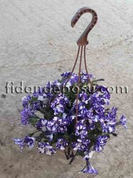 PETUNIA ATKINSIANA(Sarkıcı petunya) BİTKİSİ - 2