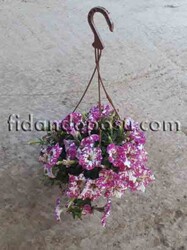 PETUNIA ATKINSIANA(Sarkıcı petunya) BİTKİSİ - 3