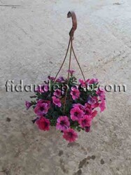PETUNIA ATKINSIANA(Sarkıcı petunya) BİTKİSİ - 4