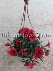 PETUNIA ATKINSIANA(Sarkıcı petunya) BİTKİSİ - 5