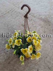 PETUNIA ATKINSIANA(Sarkıcı petunya) BİTKİSİ - 6