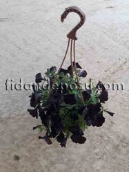 PETUNIA ATKINSIANA(Sarkıcı petunya) BİTKİSİ - 7