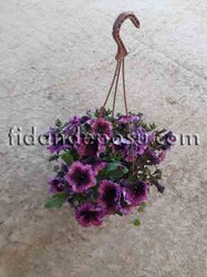 PETUNIA ATKINSIANA(Sarkıcı petunya) BİTKİSİ - 9
