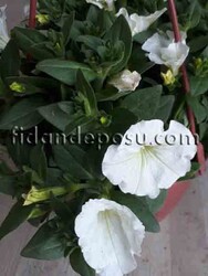 PETUNIA ATKINSIANA(Sarkıcı petunya) BİTKİSİ - 8