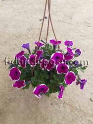 PETUNIA ATKINSIANA(Sarkıcı petunya) BİTKİSİ - 10