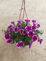 PETUNIA ATKINSIANA(Sarkıcı petunya) BİTKİSİ - Thumbnail