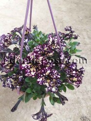 PETUNIA ATKINSIANA(Sarkıcı petunya) BİTKİSİ - 11