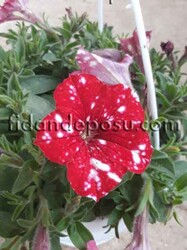 PETUNIA ATKINSIANA(Sarkıcı petunya) BİTKİSİ - 12
