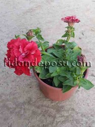 PETUNİA GRANDİFLORA(Katmerli petunya çiçeği) BİTKİSİ - 1
