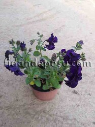 PETUNİA GRANDİFLORA(Katmerli petunya çiçeği) BİTKİSİ - 2