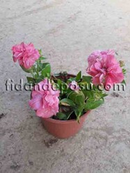 PETUNİA GRANDİFLORA(Katmerli petunya çiçeği) BİTKİSİ - 3