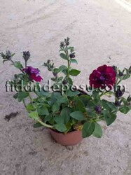 PETUNİA GRANDİFLORA(Katmerli petunya çiçeği) BİTKİSİ - 4