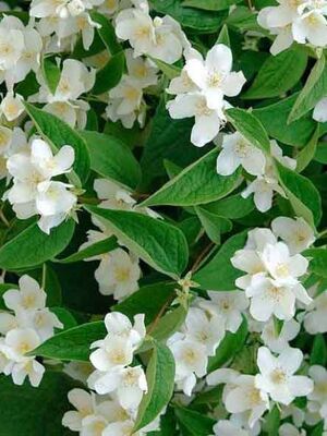  - PHILADELPHUS CORONARIUS(Filbahri) BİTKİSİ