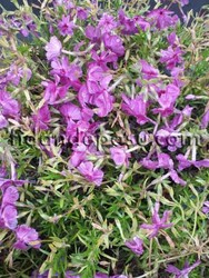 PHLOX SUBULATA(Yayılıcı Floks) BİTKİSİ - Thumbnail