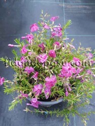 PHLOX SUBULATA(Yayılıcı Floks) BİTKİSİ - 2